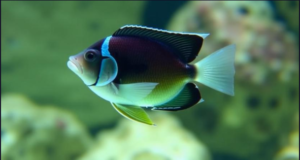 Saltwater Angelfish 