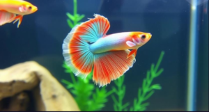 Betta Fish Tank Mates