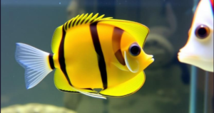 Saltwater Fish Angelfish