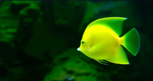Lemonpeel Angelfish