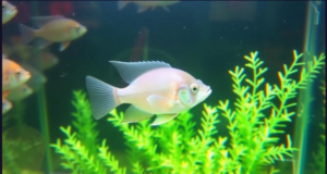 Blue Ram Cichlid 